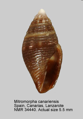 Mitromorpha canariensis.jpg - Mitromorpha canariensisMifsud,2001
